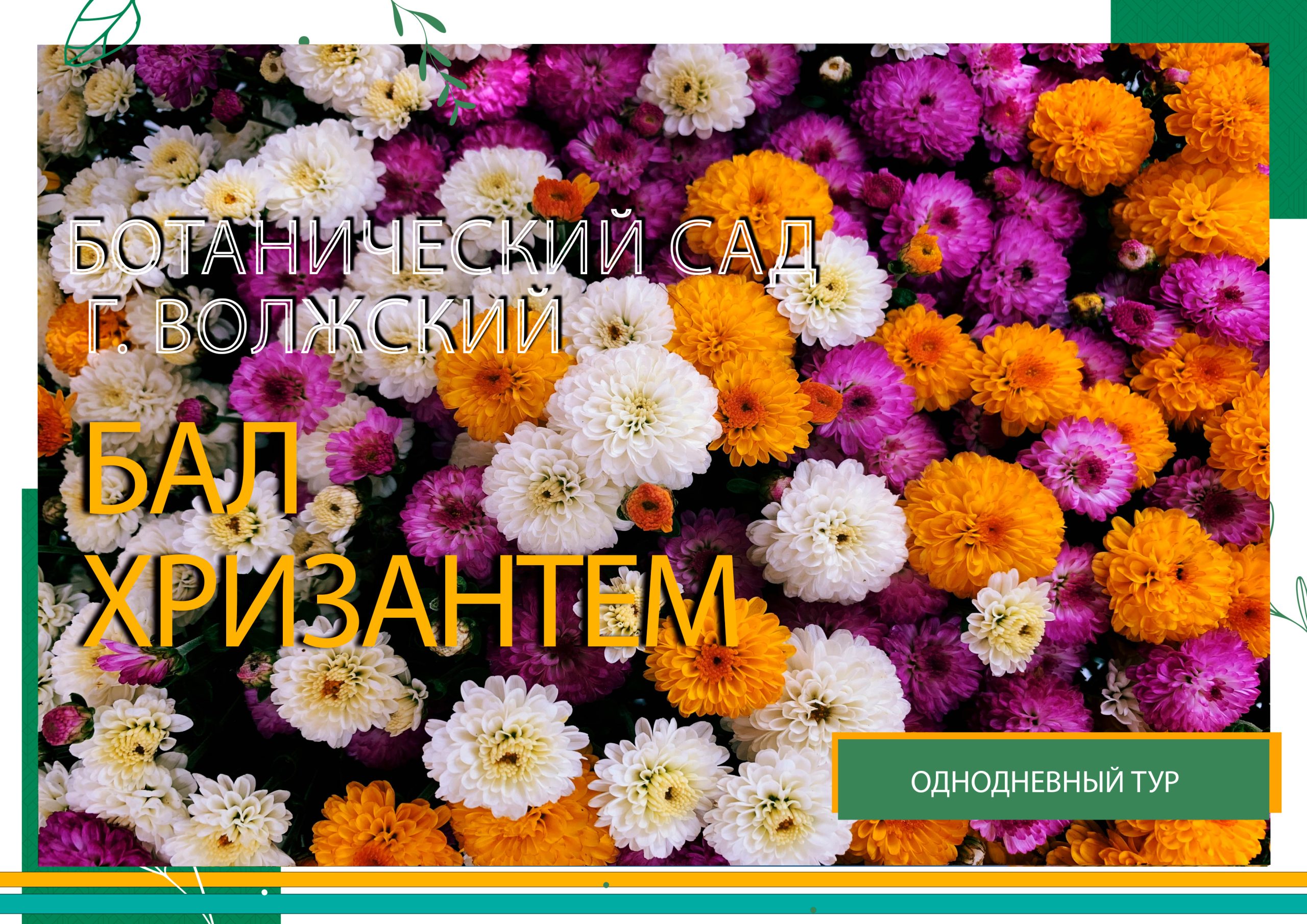хризантемы хризантемы